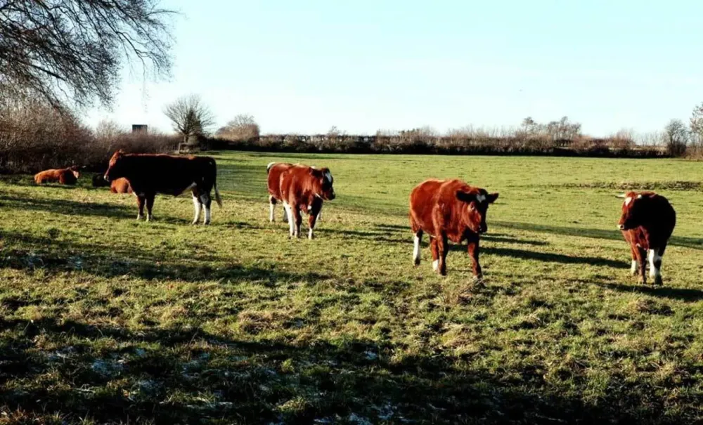 Soins mortellaro à Leuze-en-Hainaut