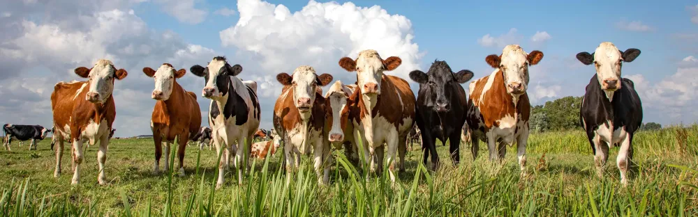 Soins des sabots vaches à Leuze-en-Hainaut