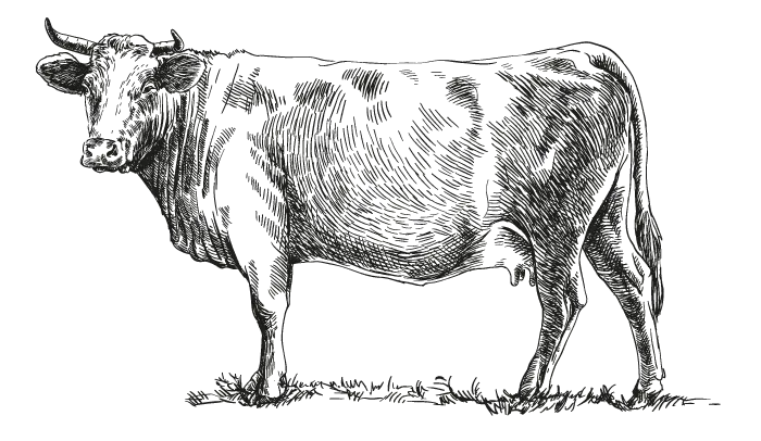 vache-traits