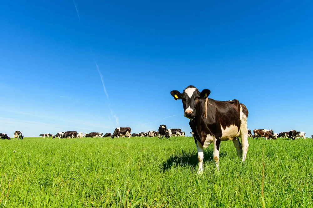 Traitement boiterie vaches à Leuze-en-Hainaut