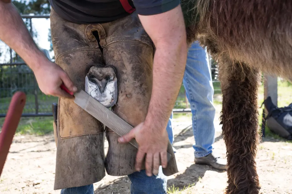 Podologie bovine à Leuze-en-Hainaut